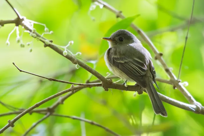 Framed Print : Jamaican Pewee