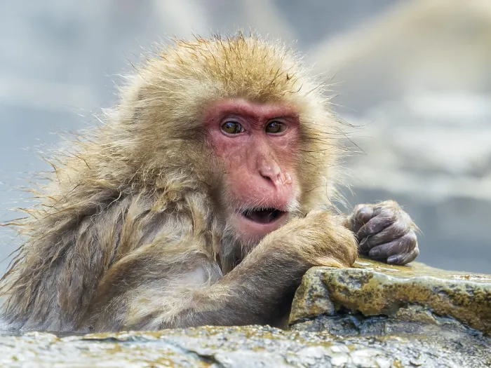 Framed Print : Japanese Macaque, Macaca fuscata