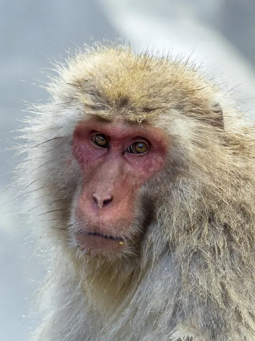 Framed Print : Japanese Macaque, Macaca fuscata