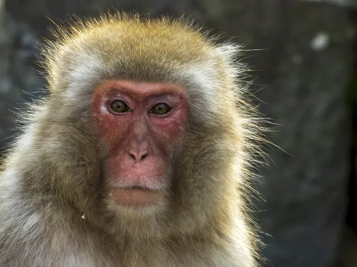 Framed Print : Japanese Macaque, Macaca fuscata