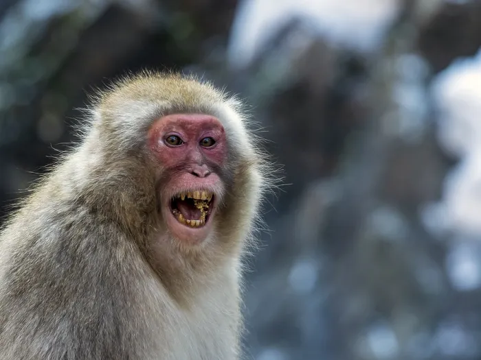 Framed Print : Japanese Macaque, Macaca fuscata