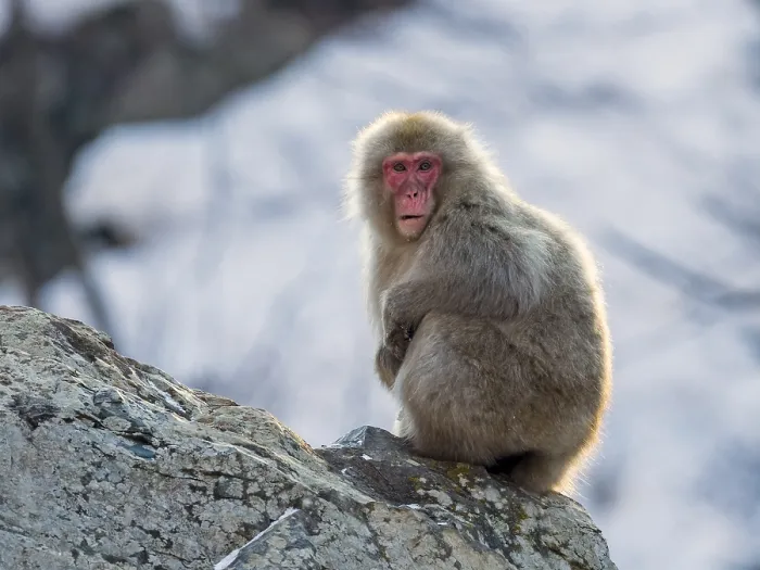 Framed Print : Japanese Macaque, Macaca fuscata
