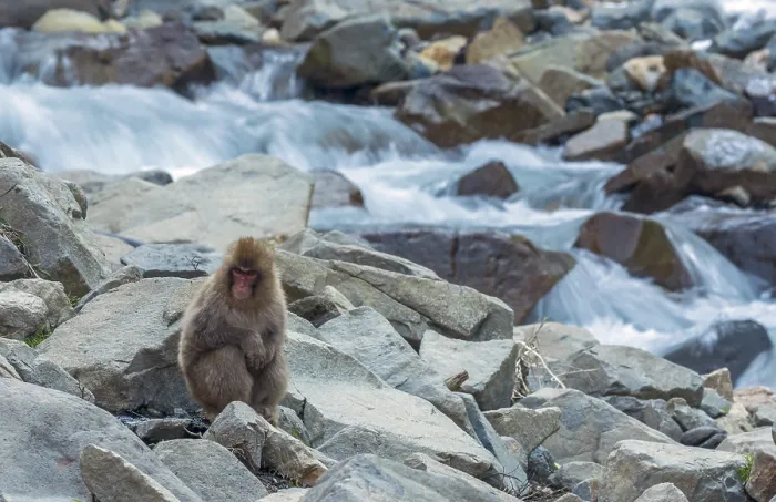 Framed Print : Japanese Macaque, Macaca fuscata