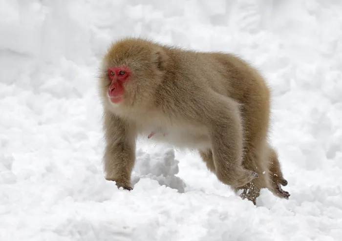 Framed Print : Japanese macaque; Macaca fuscata Framed Print : Japanese macaque; Macaca fuscata