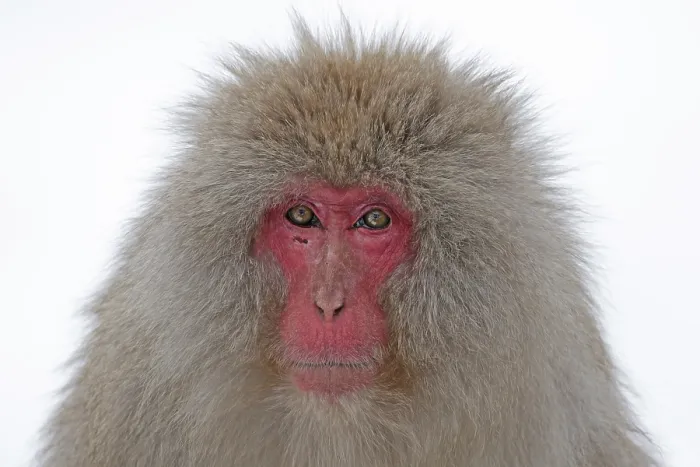 Framed Print : Japanese macaque; Macaca fuscata