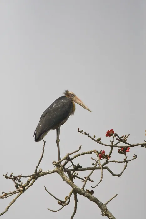 Framed Print : Javaanse Maraboe, Lesser Adjutant, Leptoptilos javanicus