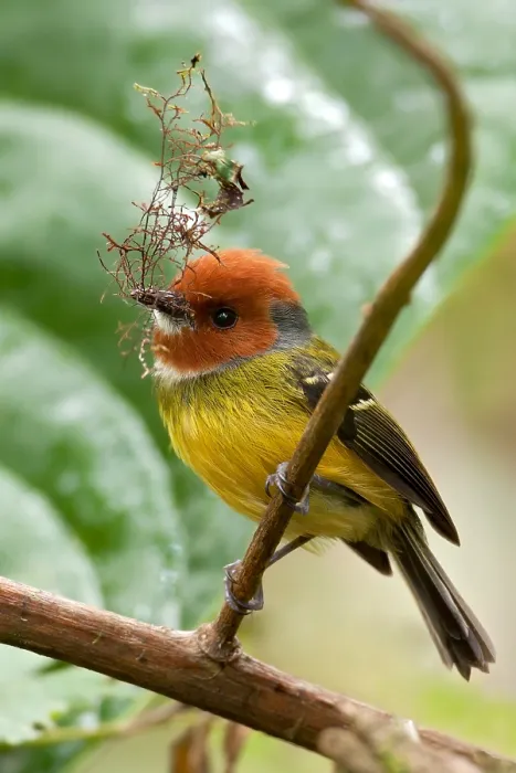 Framed Print : Johnson's Tody-tyrant