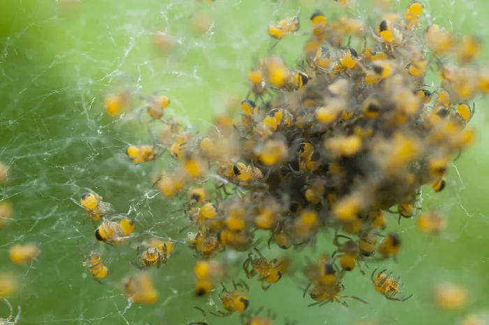 Framed Print : Jonge spinnetjes, Spiderlings