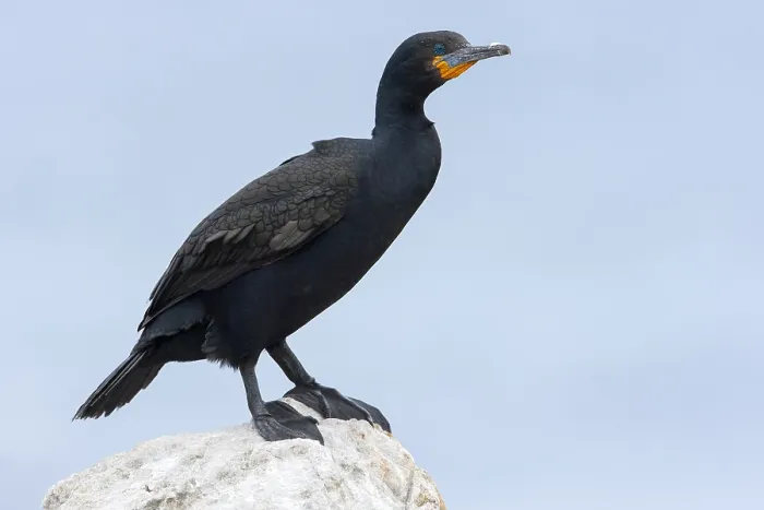 Framed Print : Kaapse Aalscholver, Cape Cormorant, Phalacrocorax capensis