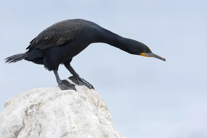 Framed Print : Kaapse Aalscholver, Cape Cormorant, Phalacrocorax capensis
