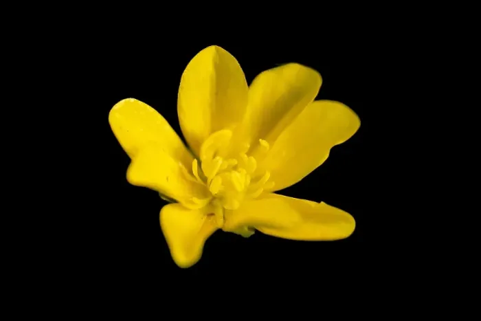 Framed Print : Kalkboterbloem, Ranunculus polyanthemos subsp. polyanthemoides