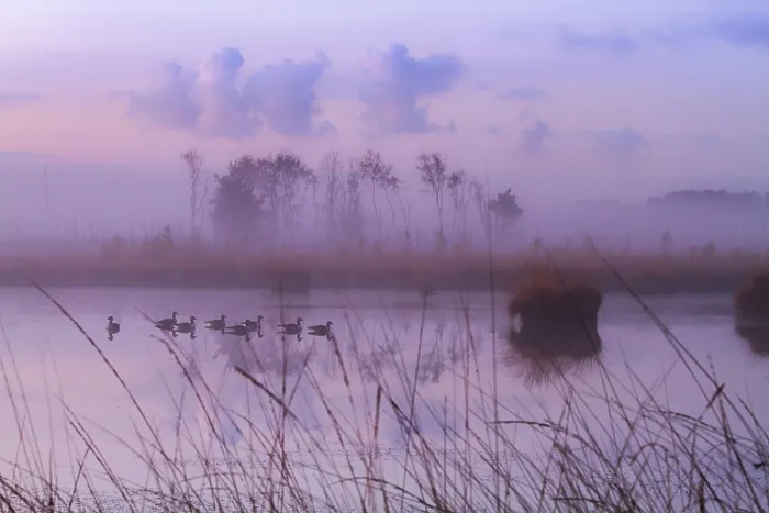 Framed Print : Kalmthourse Heide