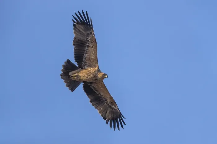 Framed Print : Keizerarend, Eastern Imperial Eagle, Aquila heliaca