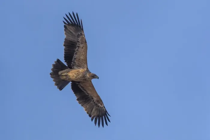 Framed Print : Keizerarend, Eastern Imperial Eagle, Aquila heliaca