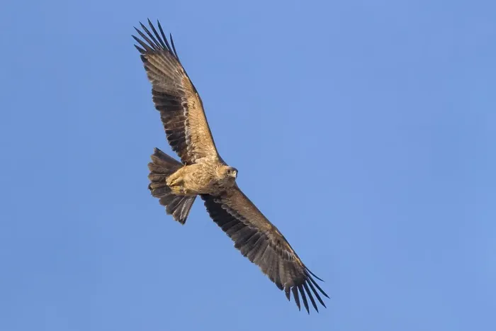 Framed Print : Keizerarend, Eastern Imperial Eagle, Aquila heliaca