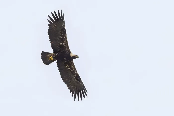 Framed Print : Keizerarend, Eastern Imperial Eagle, Aquila heliaca