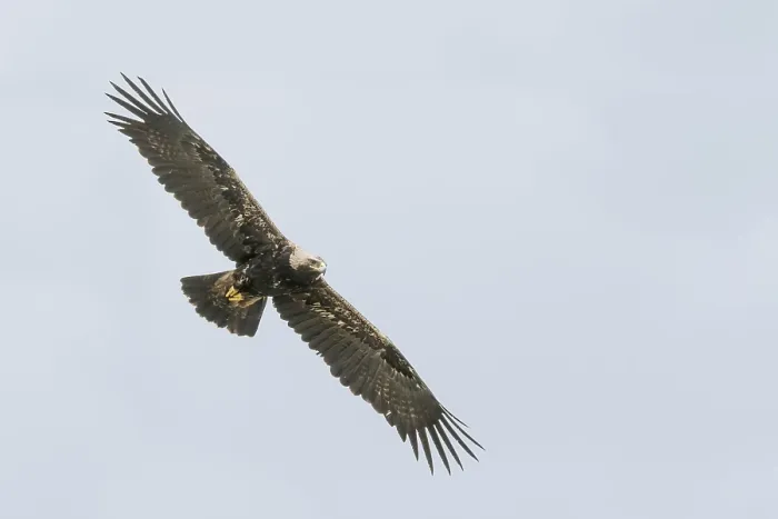 Framed Print : Keizerarend, Eastern Imperial Eagle, Aquila heliaca