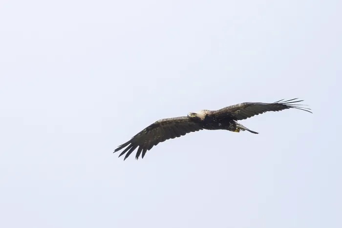Framed Print : Keizerarend, Eastern Imperial Eagle, Aquila heliaca