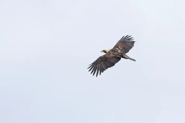 Framed Print : Keizerarend, Eastern Imperial Eagle, Aquila heliaca