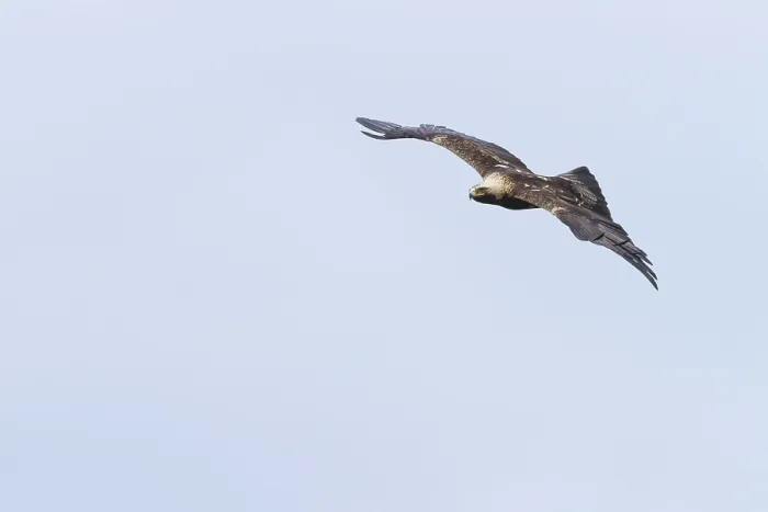 Framed Print : Keizerarend, Eastern Imperial Eagle, Aquila heliaca