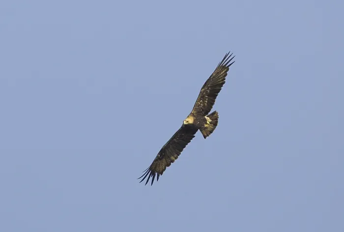 Framed Print : Keizerarend, Eastern Imperial Eagle, Aquila heliaca