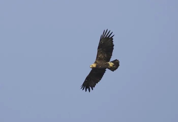 Framed Print : Keizerarend, Eastern Imperial Eagle, Aquila heliaca