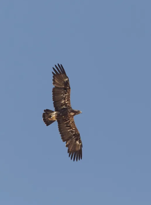 Framed Print : Keizerarend, Eastern Imperial Eagle, Aquila heliaca