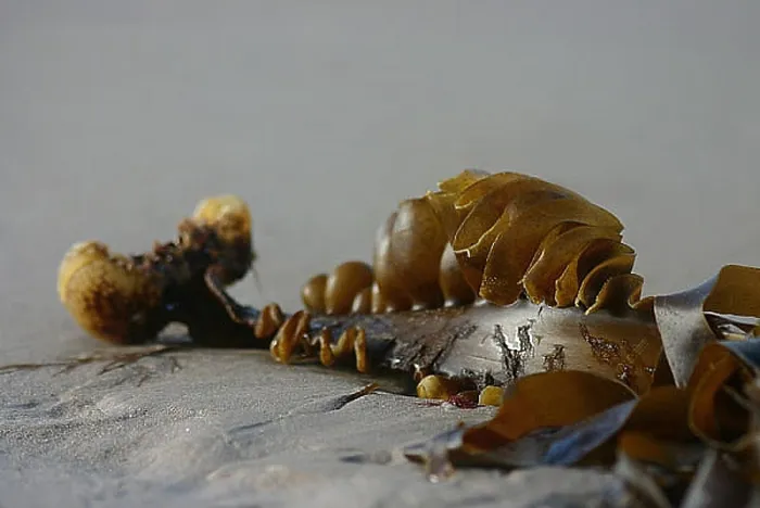  : Kelp on beach