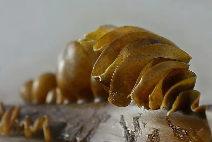  : Kelp on beach