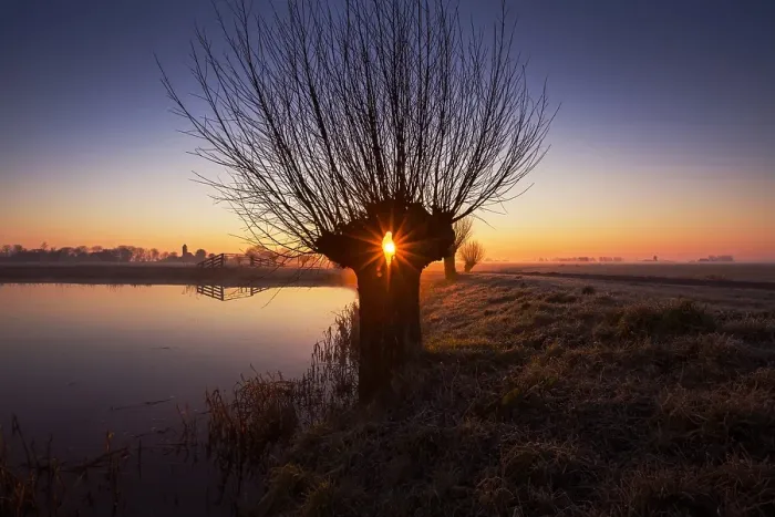 Framed Print : Knotwilgen bij Wirdum, Willows in Wirdum