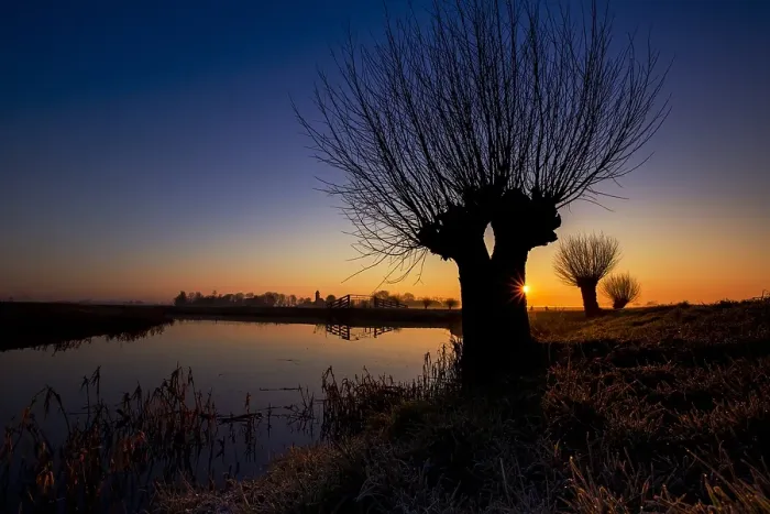 Framed Print : Knotwilgen bij Wirdum, Willows in Wirdum
