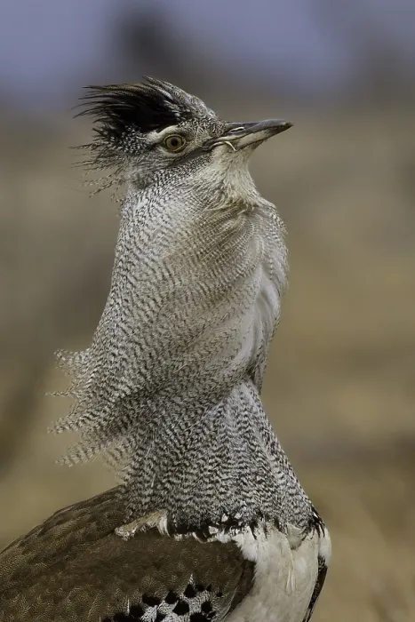 Framed Print : Koritrap, Kori Bustard, Ardeotis kori
