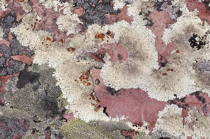 Framed Print : Korstmos, Lichen
