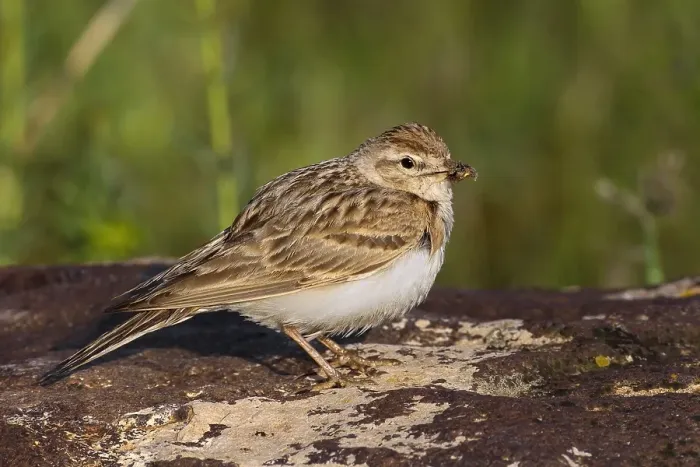 Framed Print : Kortteenleeuwerik, Short-toed Lark, Calandrella brachydactyla ss