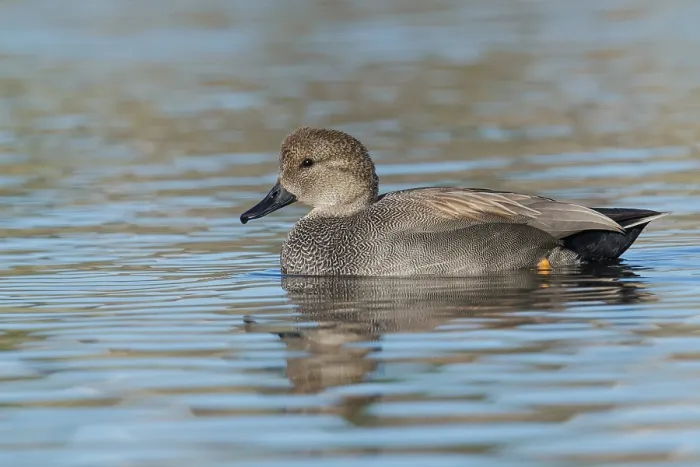 Framed Print : Krakeend, Gadwall, Mareca strepera