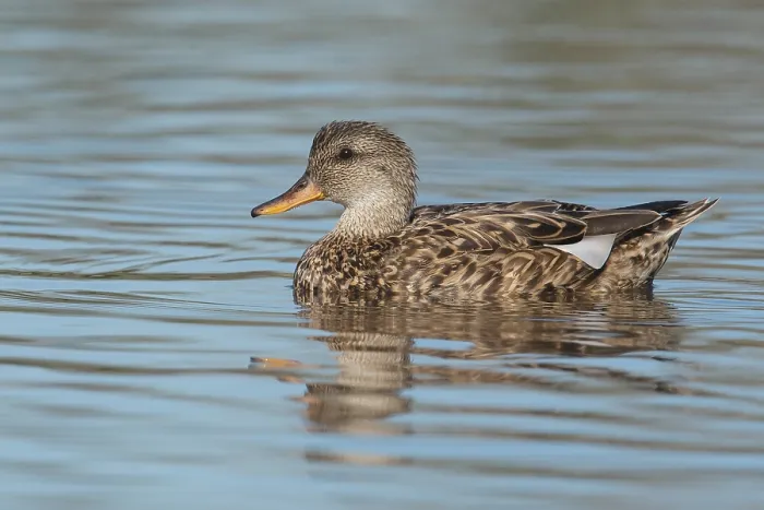 Framed Print : Krakeend, Gadwall, Mareca strepera