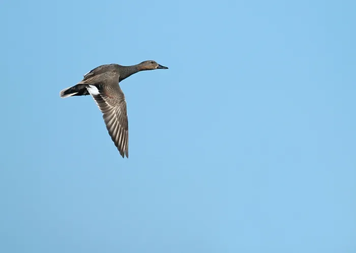 Framed Print : Krakeend, Gadwall, Mareca strepera