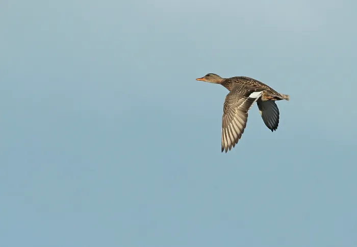 Framed Print : Krakeend, Gadwall, Mareca strepera