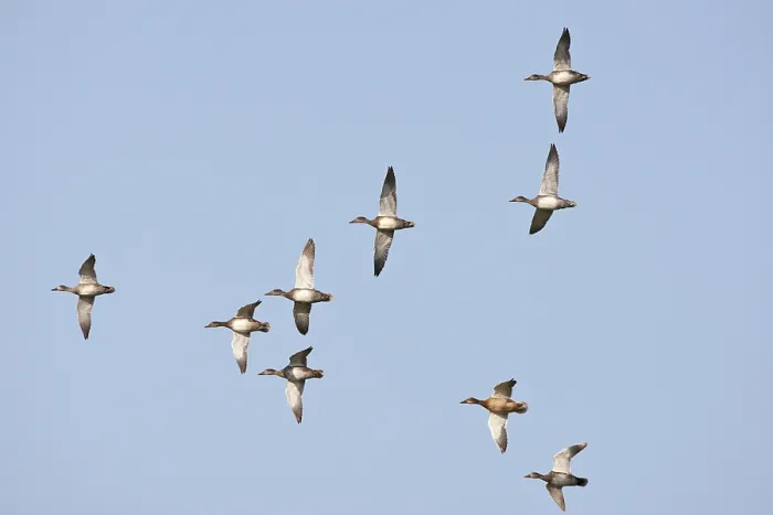 Framed Print : Krakeend; Gadwall; Mareca strepera