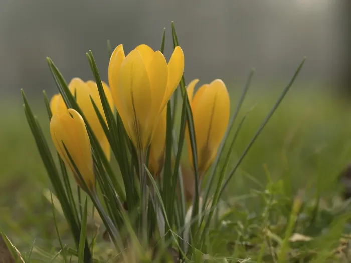 Framed Print : Krokus, Crocus