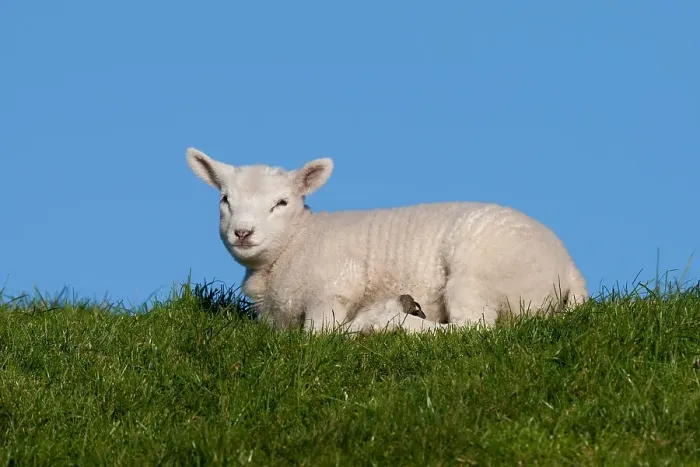 Framed Print : Lam, Lamb Framed Print : Lam, Lamb