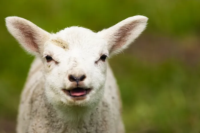 Framed Print : Lam, Lamb