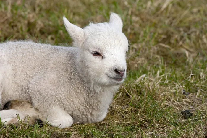 Framed Print : Lam, Lamb Framed Print : Lam, Lamb