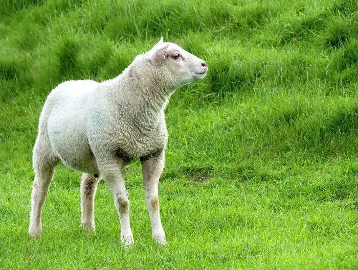 Framed Print : Lamb perched on a dike Framed Print : Lamb perched on a dike