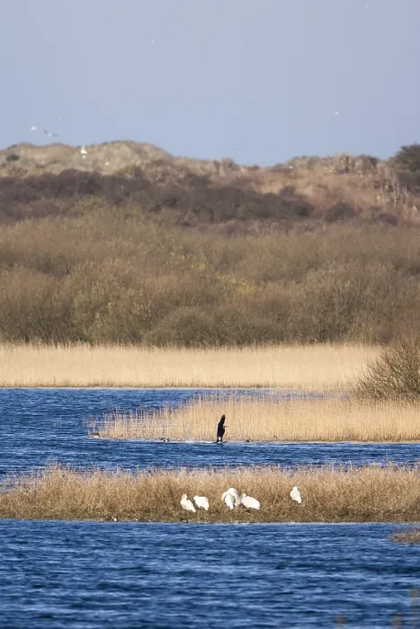 Framed Print : Landscape at Texel