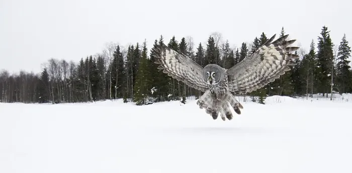 Framed Print : Laplanduil, Great Grey Owl, Strix nebulosa