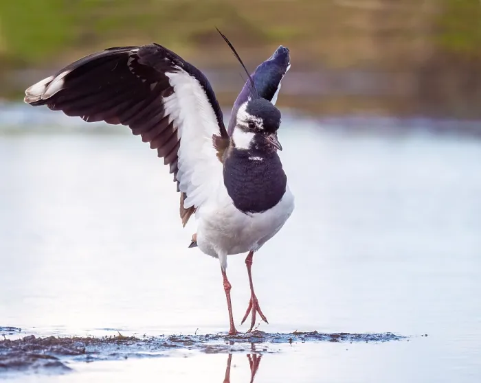 Framed Print : Lapwing; Vanellus vanellus