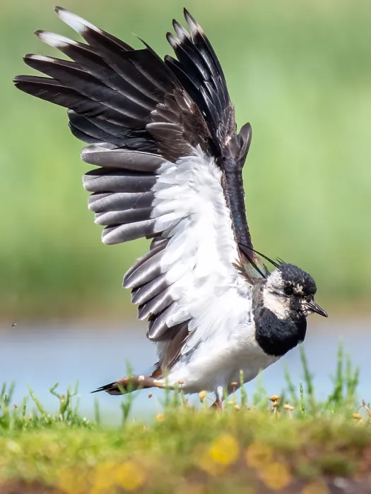 Framed Print : Lapwing; Vanellus vanellus
