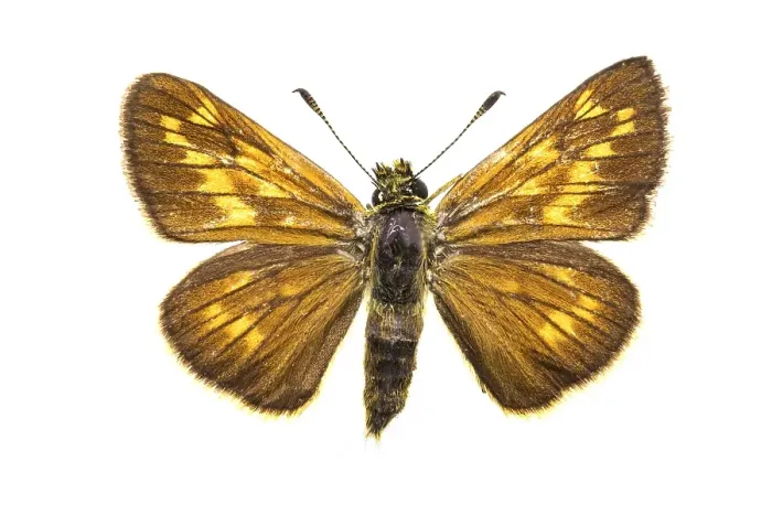 Framed Print : Large Skipper, Ochlodes sylvanus