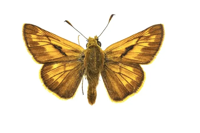Framed Print : Large Skipper, Ochlodes sylvanus